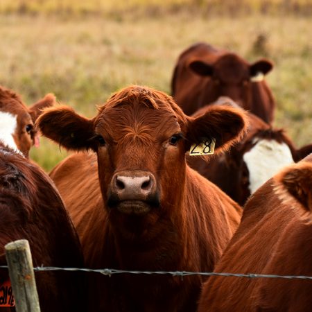 A close up image of beef cattle in a meadow.