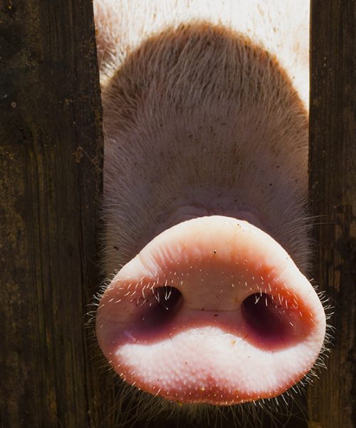 Pig nose in wooden fence. Young curious pig smells photo camera. Funny village scene with pig. Agriculture banner. Brown wood fence of corral. Pink skin of small piglet. Cute farm animal closeup