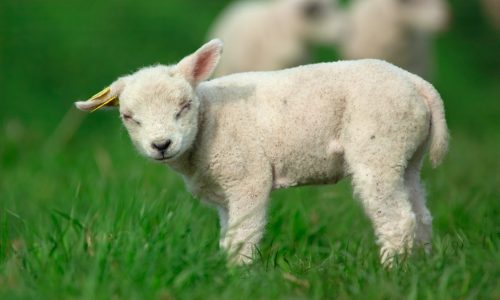 Cute looking baby sheep